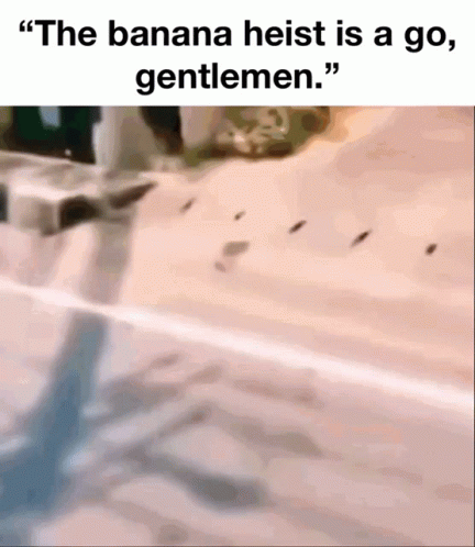 The Banana Heist Is A Go , Gentlemen .. GIF