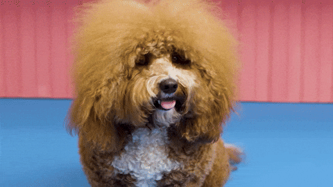 The Big Hairy Dog GIF