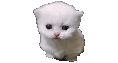 The Biology Of Cat GIF