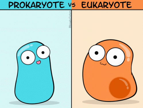 The Biology Of Prokaryote And Eukaryote GIF