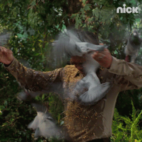 The Birds Pigeon Attacking Man GIF