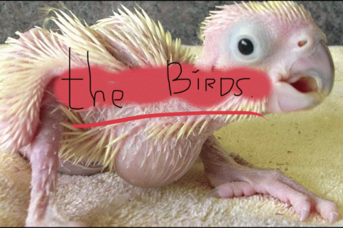 The Birds Talking GIF