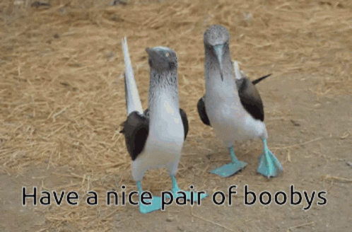 The Birds Walking Have A Nice Pair Of Boobys GIF