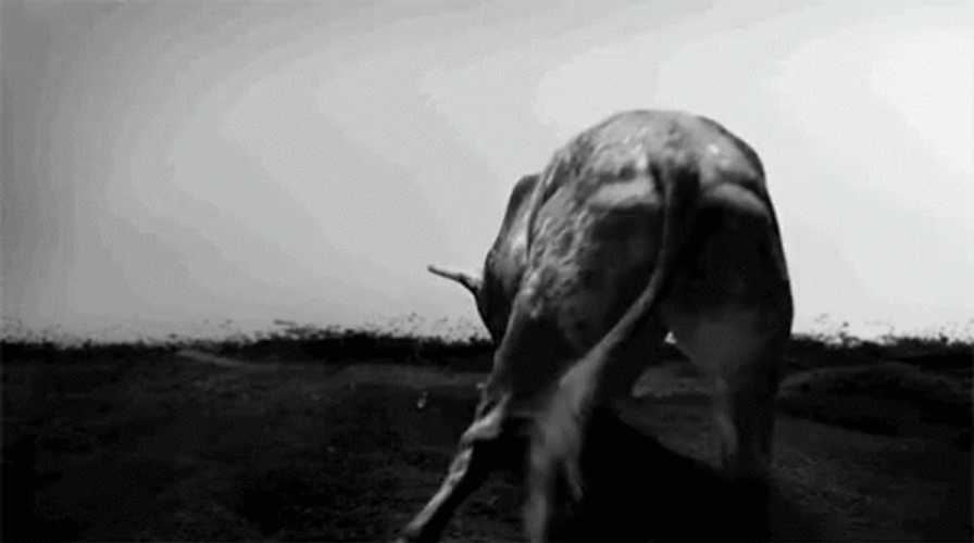 The Bull Kick Rage GIF