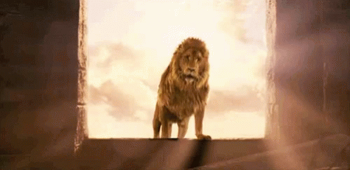 The Chronicles Of Narnia Aslan Golden Fur GIF