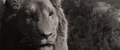 The Chronicles Of Narnia Aslan Serious Look GIF