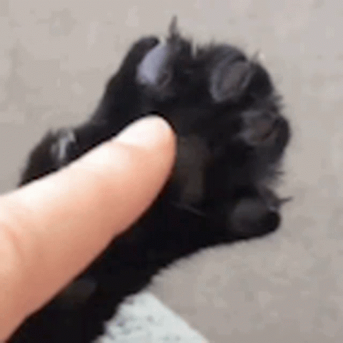 The Claw Hand Cat Coming Out GIF