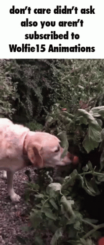 The Coterie Wolfie15 GIF