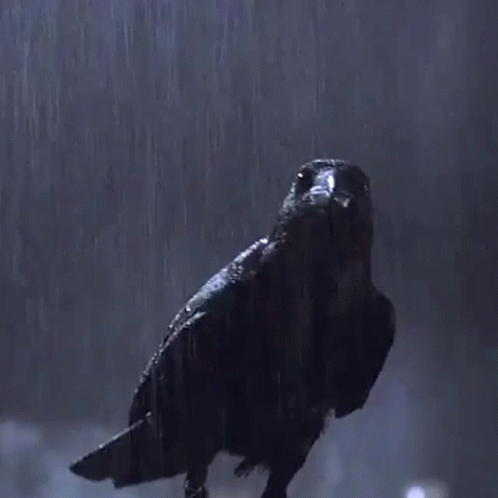 The Crow Eric Draven Chasing Bird GIF