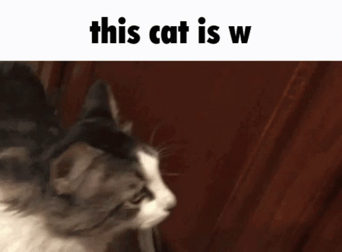 The Cute Cat Is W GIF