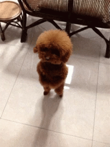 The Cute Dogs Little Puppy Is Dancing GIF