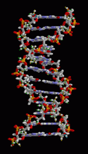 The Deoxyribonucleic Acid Biology GIF