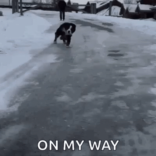 The Dog Slipping On Ice On His Way GIF