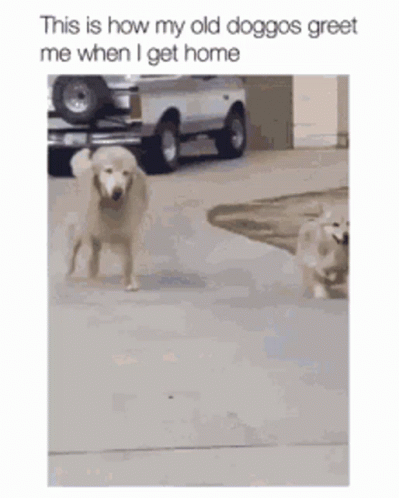 The Dogs Are Getting Old Greeting GIF