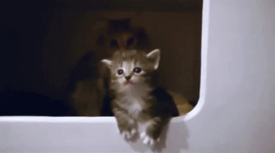The Drama Queen Cat GIF