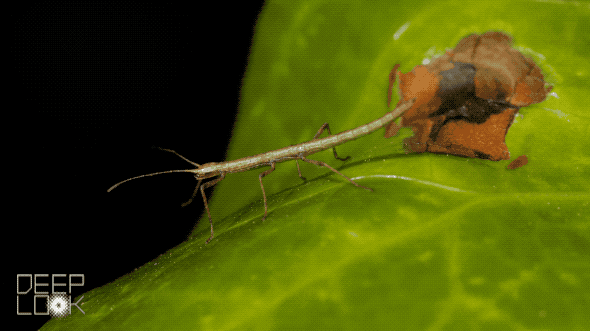 The Fantastic Stick Bug And Leaf Insect GIF