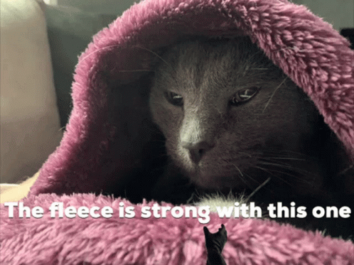 The Force Is Strong With This One Cat Meme GIF