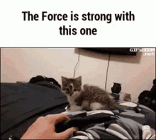 The Force Is Strong With This One Funny Cat Meme GIF