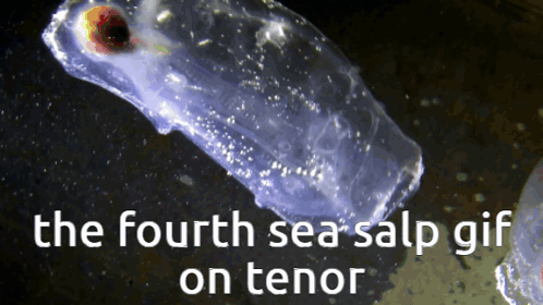 The Fourth Sea Salp Gif On Tenor Shows A Jellyfish GIF