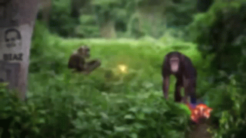 The Joe Rogan Experience GIF