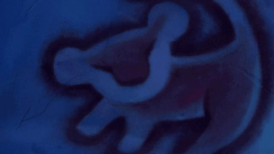 The Lion King Simba It Is Time GIF