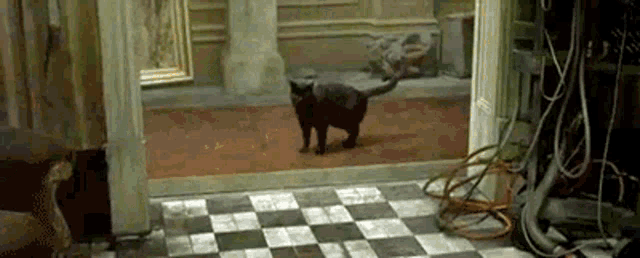 The Matrix Black Cat GIF