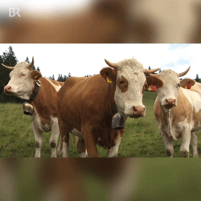 The Moo Gang On The Field GIF