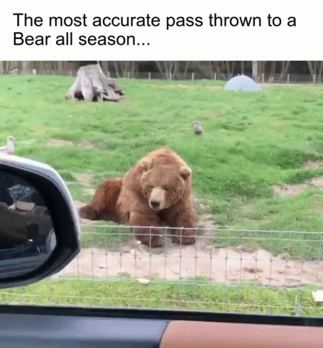 The Most Accurate Pass Thrown To A Bear All Season... GIF
