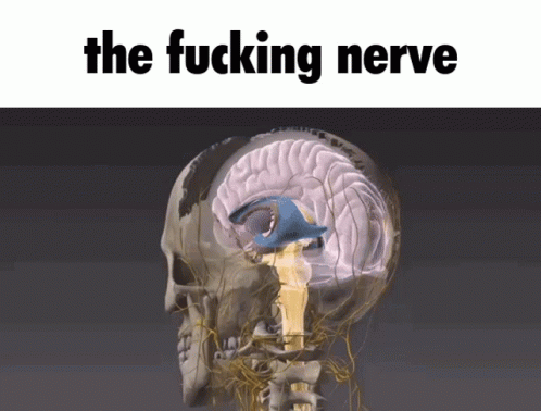 The Nerve The Fucking Nerve