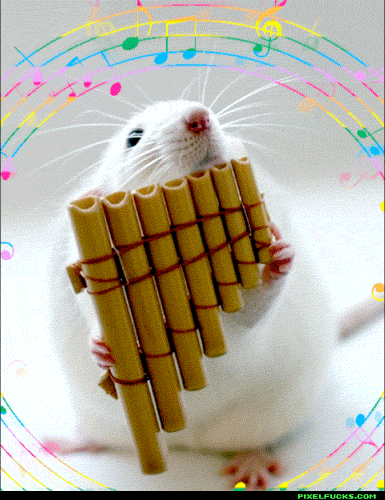 The Pan Flute Rat Showering GIF