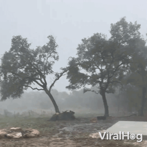 The Perfect Storm And The Trees Fall On GIF