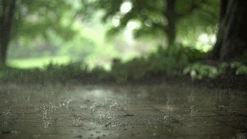 The Rain Is Falling On The Ground And Trees In The Background GIF