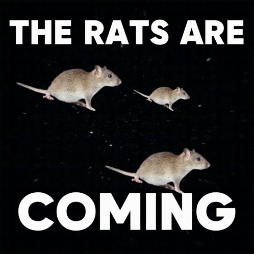 The Rat Are Coming Meme GIF