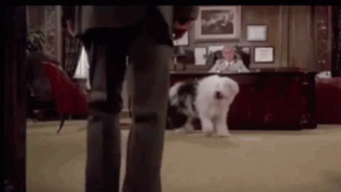 The Shaggy Dog Man Punch GIF