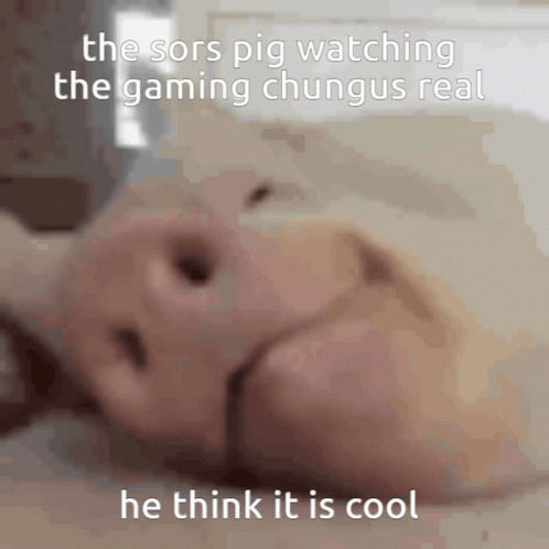 The Sors Pig Watching the Gaming Chungus Real