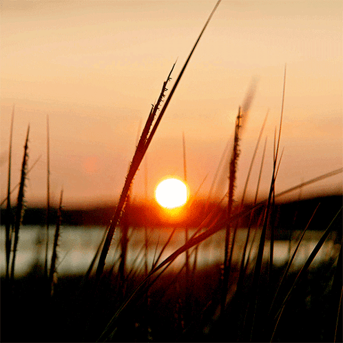 The Sun Is Setting Behind Some Tall Grass In The Foreground GIF