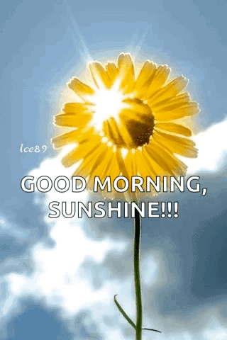 The Sun Is Shining Through The Petals Of A Yellow Flower And Says Good Morning Sunshine GIF