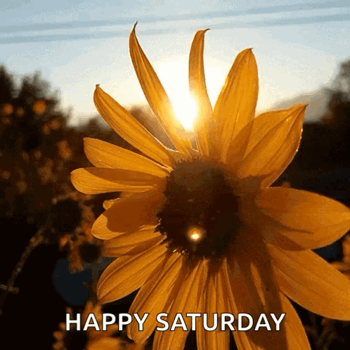The Sun Is Shining Through The Petals Of A Yellow Flower GIF