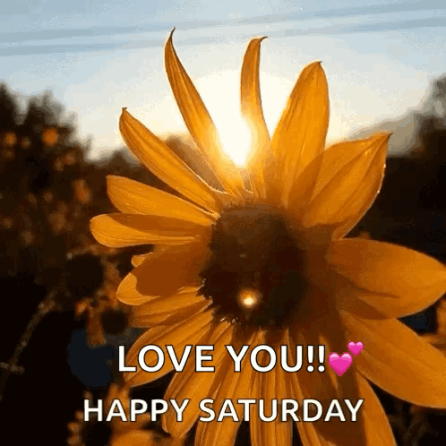 The Sun Is Shining Through The Petals Of A Yellow Flower GIF