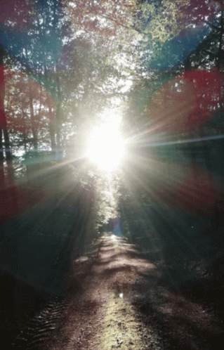 The Sun Is Shining Through The Trees On A Dirt Path GIF