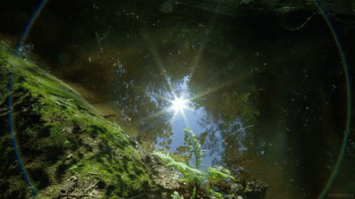The Sun Shines Brightly Through The Trees In The Woods GIF