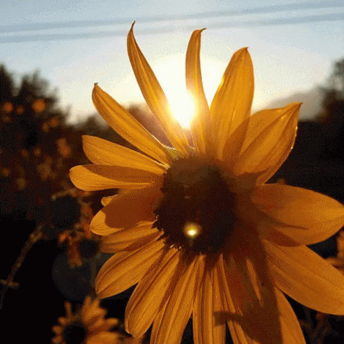 The Sun Shines Through The Petals Of A Yellow Flower GIF
