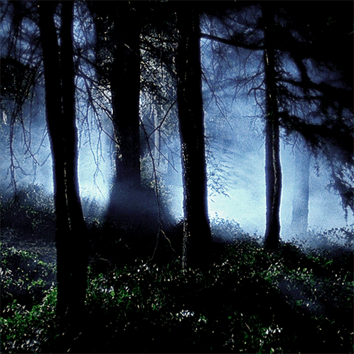The Sun Shines Through The Trees In The Dark Forest GIF