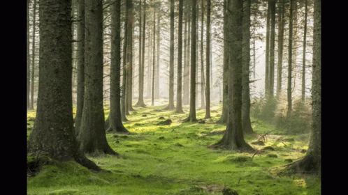 The Sun Shines Through The Trees In This Forest GIF