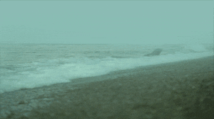 The Whale In The Shore GIF