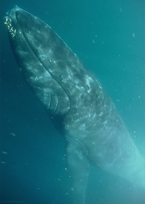 The Whale Just Relaxing GIF