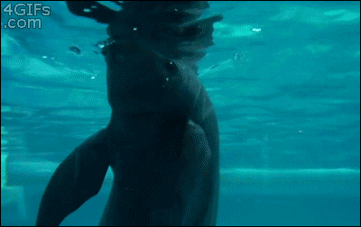 The Whale Playmates GIF