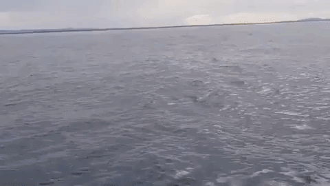 The Whale Showing Up GIF