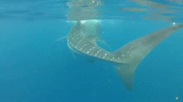 The Whale Turning Around GIF
