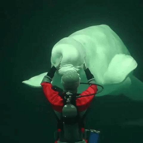 The Whale With A Diver GIF